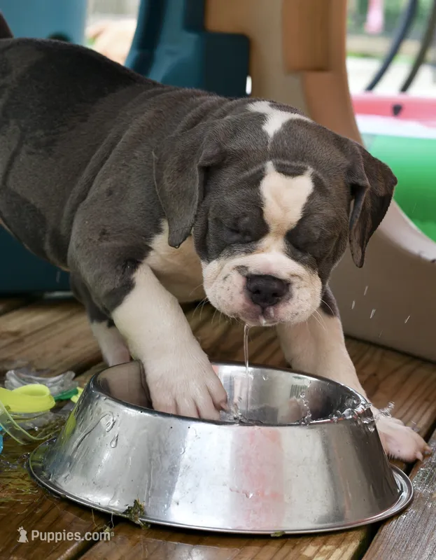 Hazel (blue and white) – English Bulldog, Olde English Bulldogge puppy for sale in Grove, OK