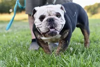 Clifford , a male English Bulldog and Olde English Bulldogge for sale in Grove, OK – 9 of 10