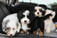 Thelma, a female Miniature Bernedoodle for sale in Grove, OK – 4 of 9