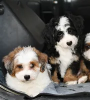 Mabel, a female Miniature Bernedoodle for sale in Grove, OK – 8 of 10