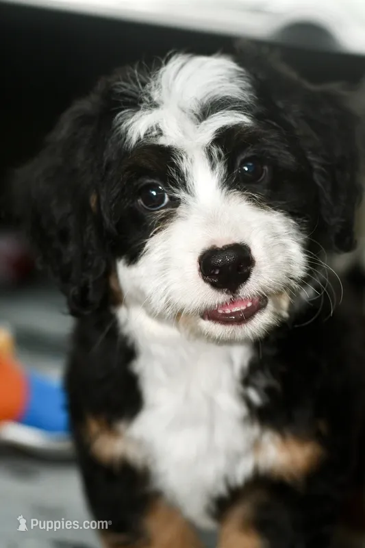Thelma – Miniature Bernedoodle puppy for sale in Grove, OK