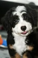Thelma, a female Miniature Bernedoodle for sale in Grove, OK – 6 of 9