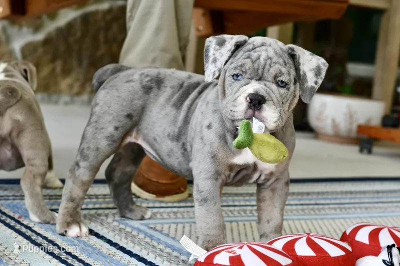 Sydney – English Bulldog, Olde English Bulldogge puppy for sale in Grove, OK