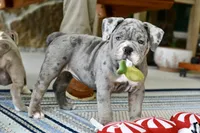 Sydney, a female English Bulldog and Olde English Bulldogge for sale in Grove, OK – 1 of 10