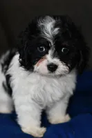 Sissy, a female Cavapoo for sale in Grove, OK – Photo 3 of 7