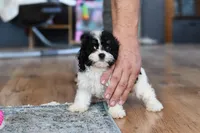 Sissy, a female Cavapoo for sale in Grove, OK – Photo 7 of 7