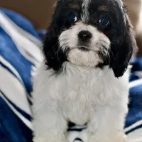Free delivery Rolla MO 3/8, a female Cavapoo for sale in Grove, OK – Photo 8 of 10