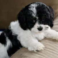 Free delivery Rolla MO 3/8, a female Cavapoo for sale in Grove, OK – Photo 5 of 10