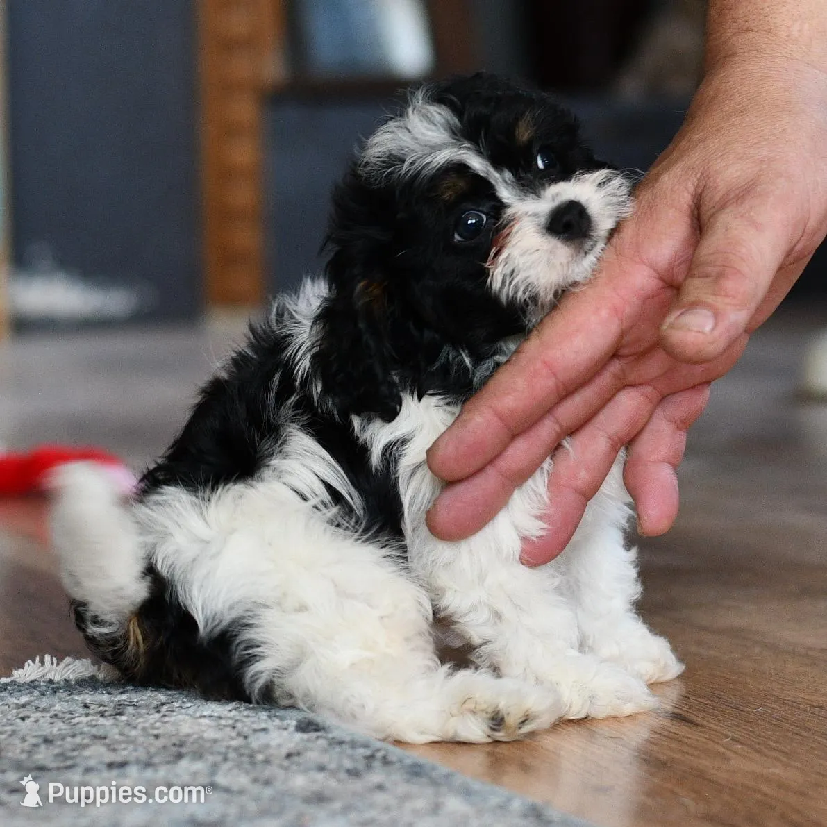 Free delivery Rolla MO 3/8, a female Cavapoo for sale in Grove, OK – Photo 10 of 10