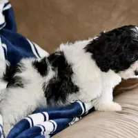 Free delivery Rolla MO 3/8, a female Cavapoo for sale in Grove, OK – Photo 7 of 10