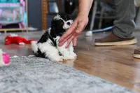 Sissy, a female Cavapoo for sale in Grove, OK – Photo 4 of 7