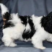 Free delivery Rolla MO 3/8, a female Cavapoo for sale in Grove, OK – Photo 3 of 10