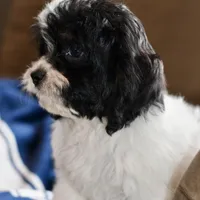 Free delivery Rolla MO 3/8, a female Cavapoo for sale in Grove, OK – Photo 9 of 10