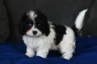 Sissy, a female Cavapoo for sale in Grove, OK – Photo 5 of 7