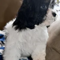 Free delivery Rolla MO 3/8, a female Cavapoo for sale in Grove, OK – Photo 6 of 10