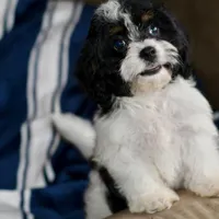 Free delivery Rolla MO 3/8, a female Cavapoo for sale in Grove, OK – Photo 2 of 10