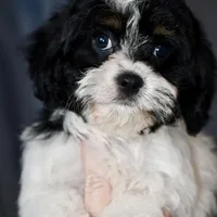 Free delivery Rolla MO 3/8, a female Cavapoo for sale in Grove, OK – Photo 4 of 10