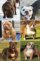 Winston, a male Olde English Bulldogge for sale in Grove, OK – 9 of 9