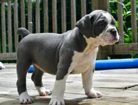Hazel (blue and white), a female English Bulldog and Olde English Bulldogge for sale in Grove, OK – 7 of 10