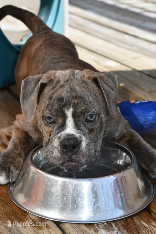 Lexi – English Bulldog, Olde English Bulldogge puppy for sale in Grove, OK