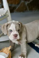 Clyde, a male English Bulldog and Olde English Bulldogge for sale in Grove, OK – 5 of 10