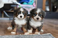 Baby, a female Miniature Bernedoodle for sale in Grove, OK – Photo 6 of 7