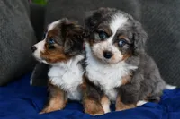 Baby, a female Miniature Bernedoodle for sale in Grove, OK – Photo 2 of 7