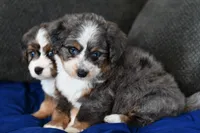 Baby, a female Miniature Bernedoodle for sale in Grove, OK – Photo 4 of 7