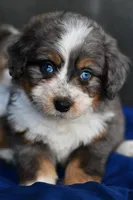 Baby, a female Miniature Bernedoodle for sale in Grove, OK – Photo 1 of 7