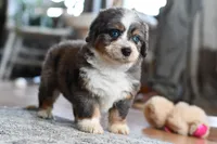 Baby, a female Miniature Bernedoodle for sale in Grove, OK – Photo 3 of 7