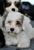 Pearl, a female Miniature Bernedoodle for sale in Grove, OK – 7 of 10
