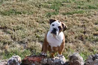 Kenya, a female English Bulldog and Olde English Bulldogge for sale in Grove, OK – 5 of 10