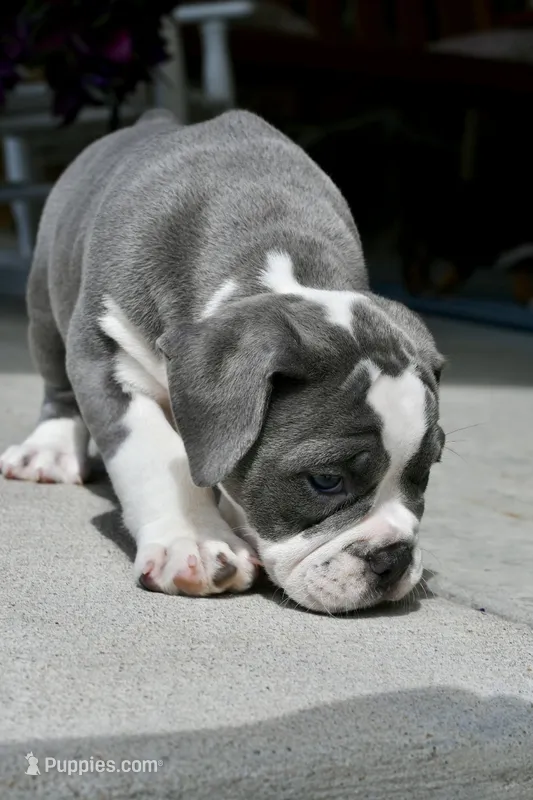 Hazel, a female English Bulldog and Olde English Bulldogge for sale in Grove, OK – 1 of 10