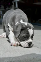 Hazel, a female English Bulldog and Olde English Bulldogge for sale in Grove, OK – 1 of 10