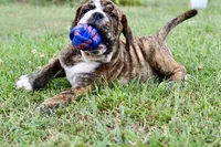 Clifford , a male English Bulldog and Olde English Bulldogge for sale in Grove, OK – 8 of 10