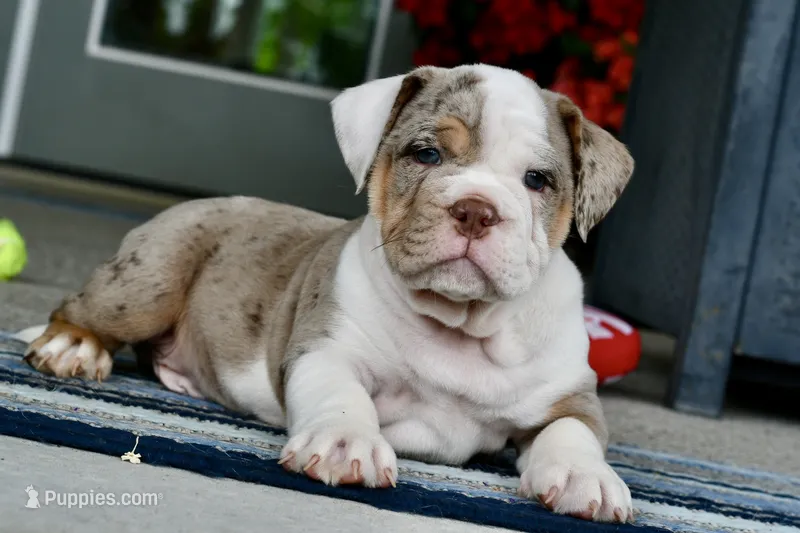 Stuffy – English Bulldog, Olde English Bulldogge puppy for sale in Grove, OK