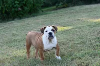 Kenya, a female English Bulldog and Olde English Bulldogge for sale in Grove, OK – 7 of 10