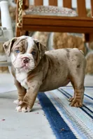 Rascal , a male English Bulldog and Olde English Bulldogge for sale in Grove, OK – 1 of 10