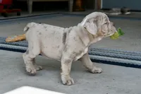 Pippa, a female English Bulldog and Olde English Bulldogge for sale in Grove, OK – 3 of 10
