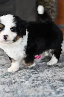 Shaggy, a male Miniature Bernedoodle for sale in Grove, OK – Photo 2 of 5