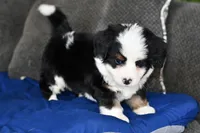 Shaggy, a male Miniature Bernedoodle for sale in Grove, OK – Photo 4 of 5