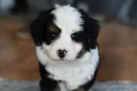 Shaggy, a male Miniature Bernedoodle for sale in Grove, OK – Photo 5 of 5