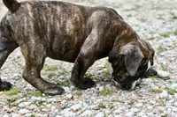 Charlie, a female Olde English Bulldogge for sale in Grove, OK – 7 of 10