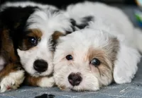 Pearl, a female Miniature Bernedoodle for sale in Grove, OK – 2 of 10