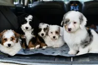 Winston, a male Miniature Bernedoodle for sale in Grove, OK – 9 of 9