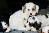 Pearl, a female Miniature Bernedoodle for sale in Grove, OK – 3 of 10
