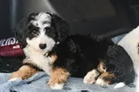 Thelma, a female Miniature Bernedoodle for sale in Grove, OK – 2 of 9