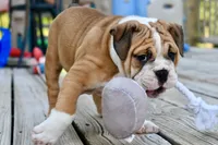 Petunia , a female English Bulldog and Olde English Bulldogge for sale in Grove, OK – 1 of 10