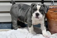 Hazel (blue and white), a female English Bulldog and Olde English Bulldogge for sale in Grove, OK – 4 of 10