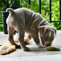 Rosey, a female English Bulldog and Olde English Bulldogge for sale in Grove, OK – 8 of 9